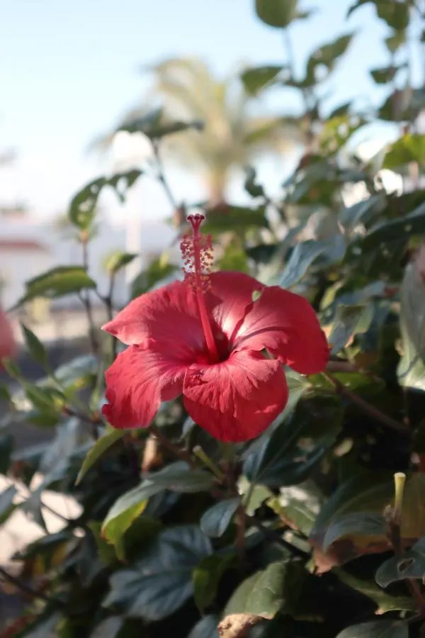 Apartment Sun Beach Holiday Caleta De Fuste Spain